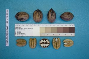 image of Seneca pecan